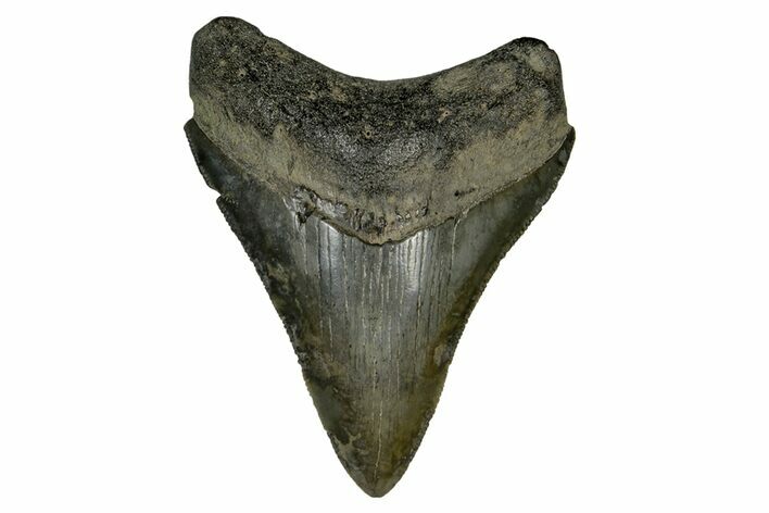 Serrated, Fossil Megalodon Tooth - South Carolina #169204